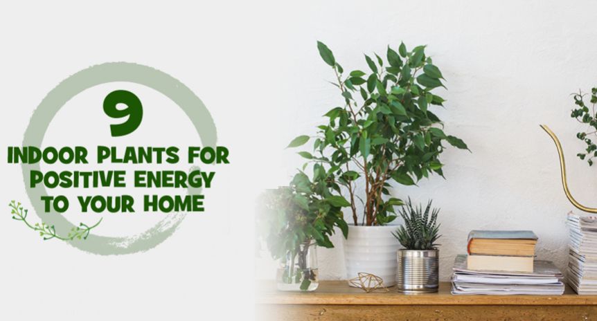 9 Indoor Plants For Positive Energy to Your Home